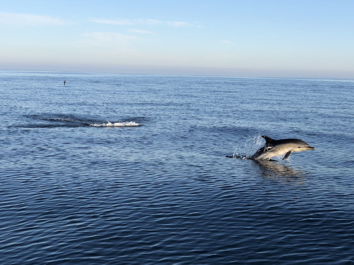 Un dauphin